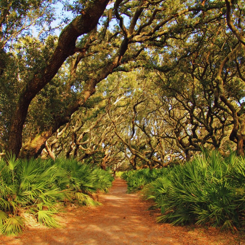 a tunnel of trees and tropical plants in the cumberland island national seashore