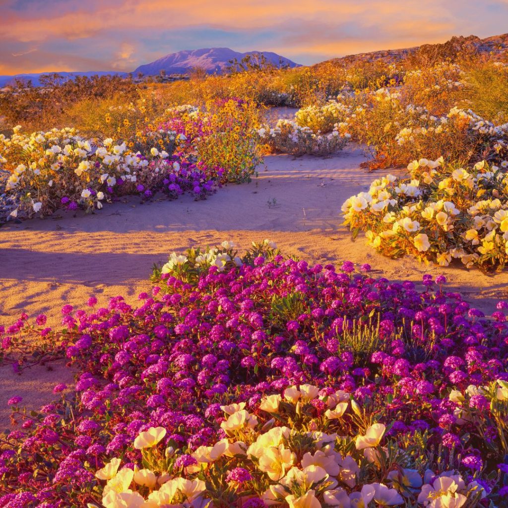 pink, white, and yellow flowers blooming in the Anza-Borrego desert state park while the sun sets off screen